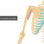 Coracobrachialis